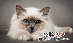 梦见猫怀孕是什么意思 梦见猫怀孕意思