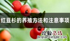 红豆杉的养殖方法和注意事项大全 红豆杉的正确养殖方法