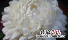 小菊花的养殖方法 小菊花的养殖方法介绍