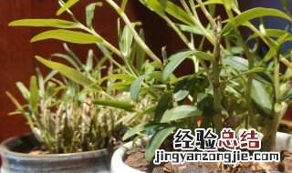 石斛盆栽的种植方法 选择什么样的盆土最合适