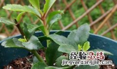 花卉施肥时间一般是什么时候 花卉施肥时间一般是什么时候开始