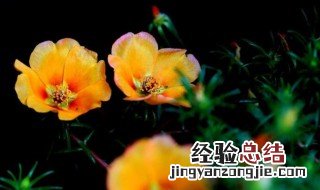 午时花在什么时候开花(几点 午时花什么时候开花