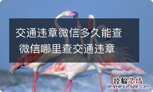 交通违章微信多久能查 微信哪里查交通违章