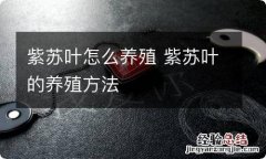 紫苏叶怎么养殖 紫苏叶的养殖方法