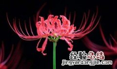 曼陀罗花花语 曼陀罗花花语及介绍