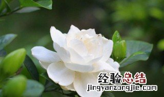 栀子花浇水的正确方法 栀子花浇水的正确方法时间