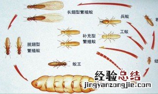 家有白蚁怎么办 家有白蚁有什么症状