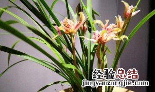 兰花为什么不开花 兰花不开花的原因是什么