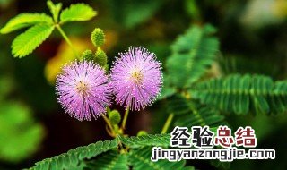 夜来香和含羞草哪种盆栽花有毒 含羞草为什么有毒