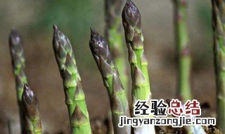 芦笋是什么植物 芦笋是什么植物的嫩芽