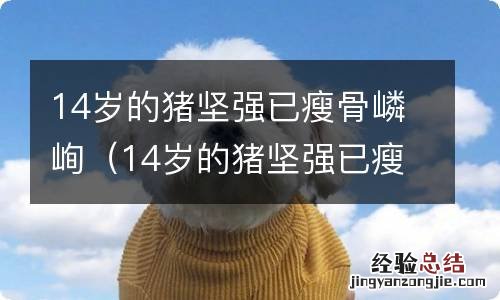 14岁的猪坚强已瘦骨嶙峋图片 14岁的猪坚强已瘦骨嶙峋