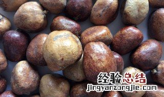 菩提果有什么功效 菩提果的功效