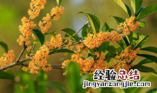 桂花树的果子有什么用 桂花的介绍