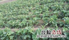 草莓苗种植方法 草莓苗种植方法是什么