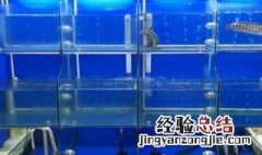 海鲜专用鱼缸 海鲜鱼缸是干什么用的