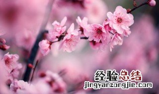 梅花有什么颜色 梅花的颜色