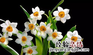 水仙花有什么特点 水仙花的特点有哪些