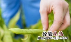 种植豆子方法 黄豆种植方法分享