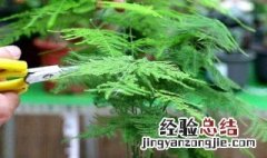 文竹繁殖方法 文竹怎么繁殖