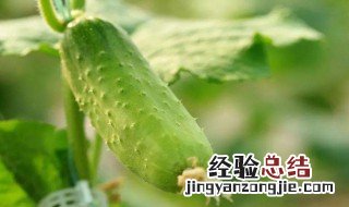 黄瓜种植技术及时间 黄瓜怎么种植