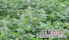 白花菜和白花菜区别及作用 百花菜和白花菜区别