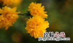 棠棣花的象征意义 棠棣花的特点和介绍