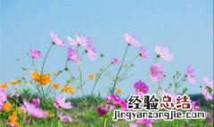 格桑花种植时间 格桑花应该什么时候播种