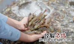 大龙虾存放方法 具体需要怎么保存呢