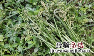 蕨菜根繁殖方法 蕨菜根如何繁殖