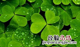 幸运草如何做标本 四叶草标本制作方法分享