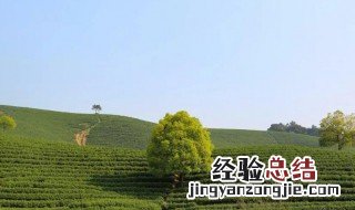 安吉龙王山白茶怎么样 龙王山安吉白茶特点