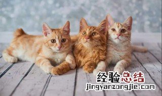 梦到猫是什么征兆 梦到猫预示着什么