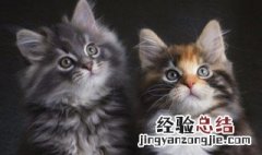 猫叫是什么征兆 猫叫怎么办