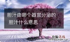 胆汁由哪个器官分泌的 胆汁什么意思