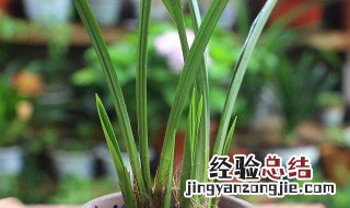 水植物盆栽怎么养殖视频 水植物盆栽怎么养殖