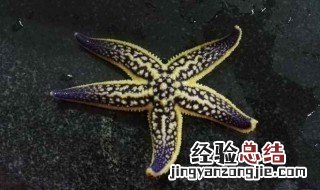 海星怎么养 如何养海星