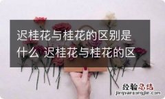 迟桂花与桂花的区别是什么 迟桂花与桂花的区别是什么意思