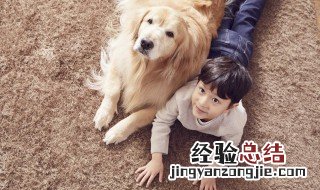 长的很像金毛的小型犬是什么品种 长得很像金毛的小型犬