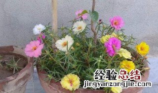 怎么养花才能更旺盛 怎么养花