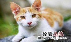 猫砂可以冲进马桶吗 关于猫砂可以冲进马桶的问题