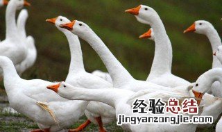 鹅快速育肥方法 养鹅快速育肥方法