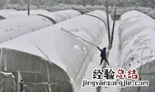 下雪时大棚棉被卷上去 下雪大棚棉被是放下还是卷起来