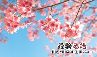 日本6月还有樱花吗视频 日本6月还有樱花吗