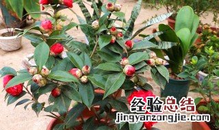 山茶花怎么养家庭养法 山茶花怎么养家庭养法浇水