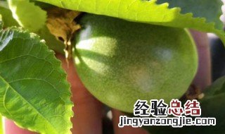 百香果种子怎么种 种植百香果的方法