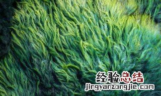 水藻怎么清除 这四种方法效果最好