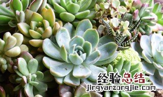 蓝苹果夏天怎么养 多肉植物蓝苹果夏天怎么养护