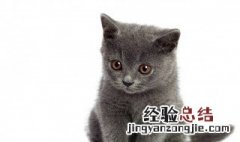 猫有九条命是真的吗 猫有九条命