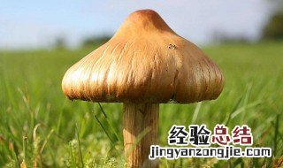 蘑菇是什么菌 蘑菇是什么