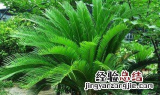 卷柏是什么植物 苏铁是什么植物